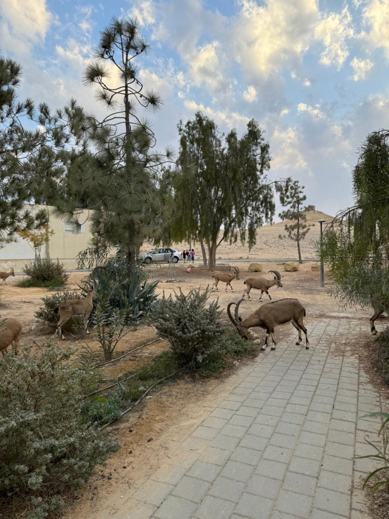 הבית המדברי Apartment Mitzpe Ramon Exterior photo